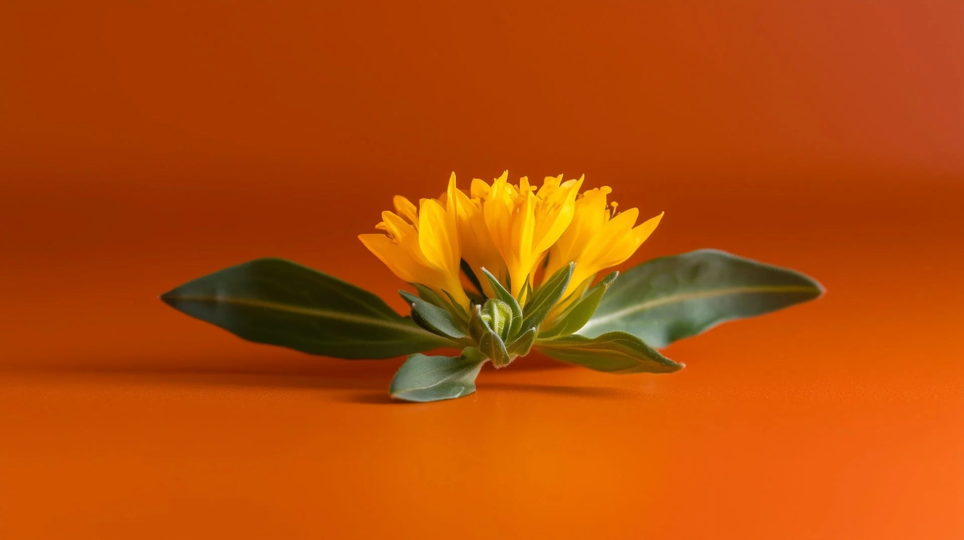 Rhodiola Rosea: The Natural Stress Fighter You Need to Know Aboutaaa